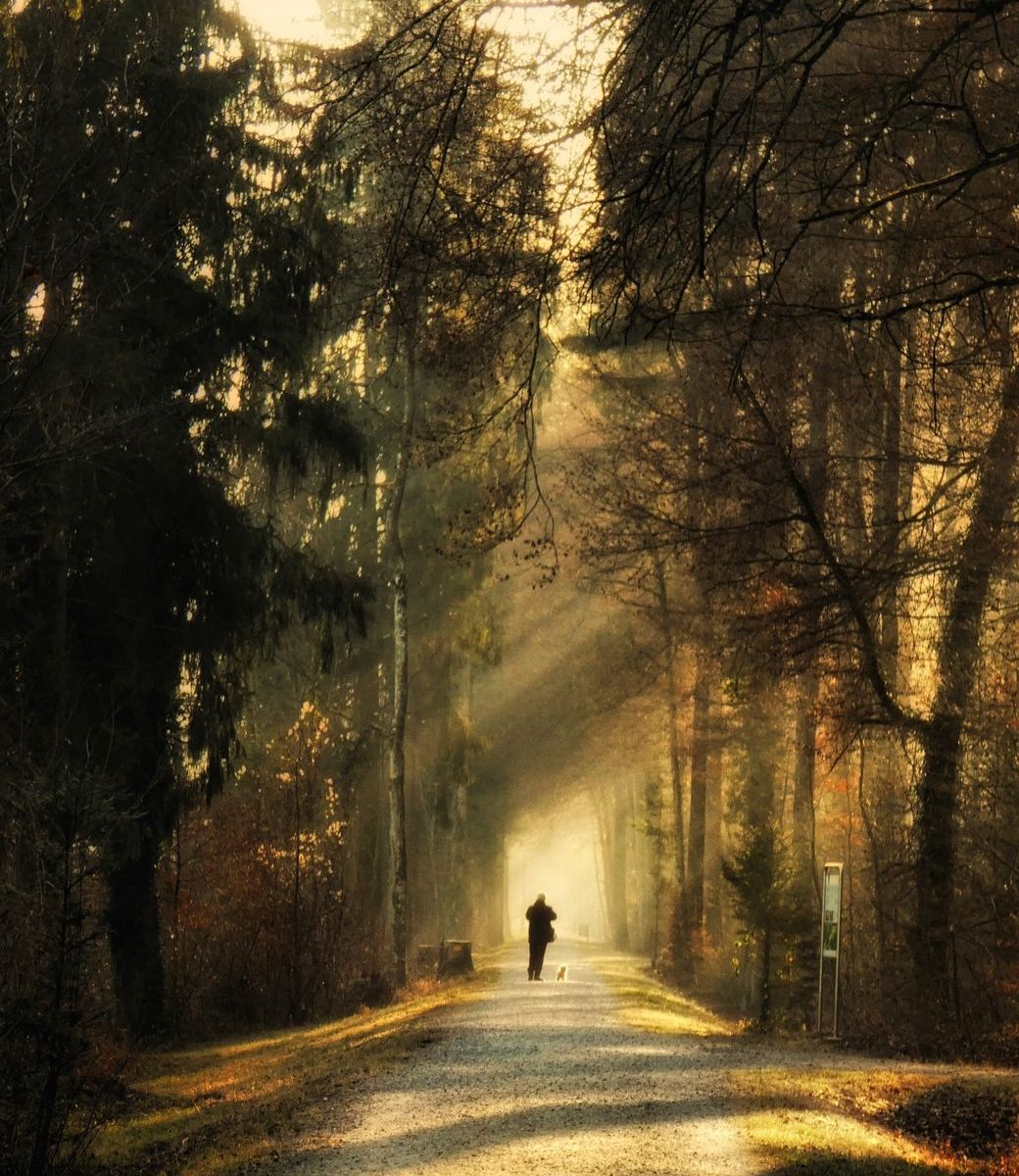 person standing on pathway surrounded by trees